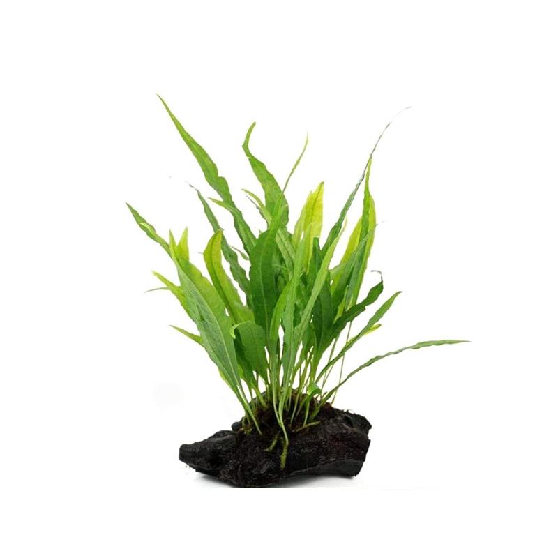 Planta acvariu Stoffels Microsorum Pteropus pe lemn L - imagine 3